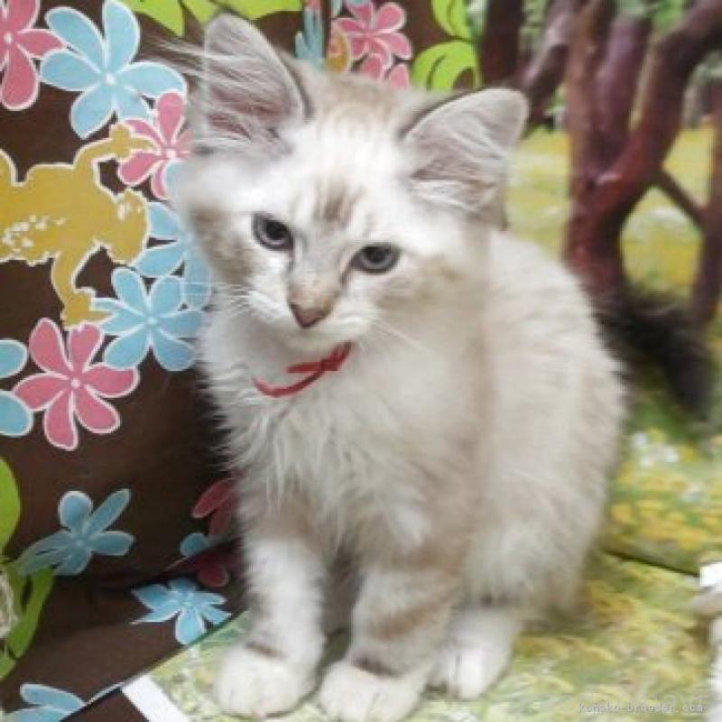 販売中の千葉県のサイベリアン-130191の2枚目