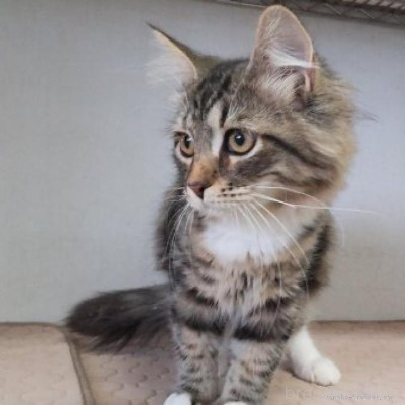 販売中の千葉県のサイベリアン-130192の3枚目