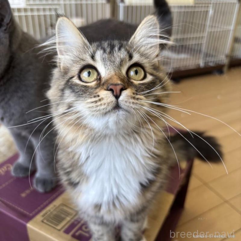 販売中の千葉県のサイベリアン-130192の2枚目