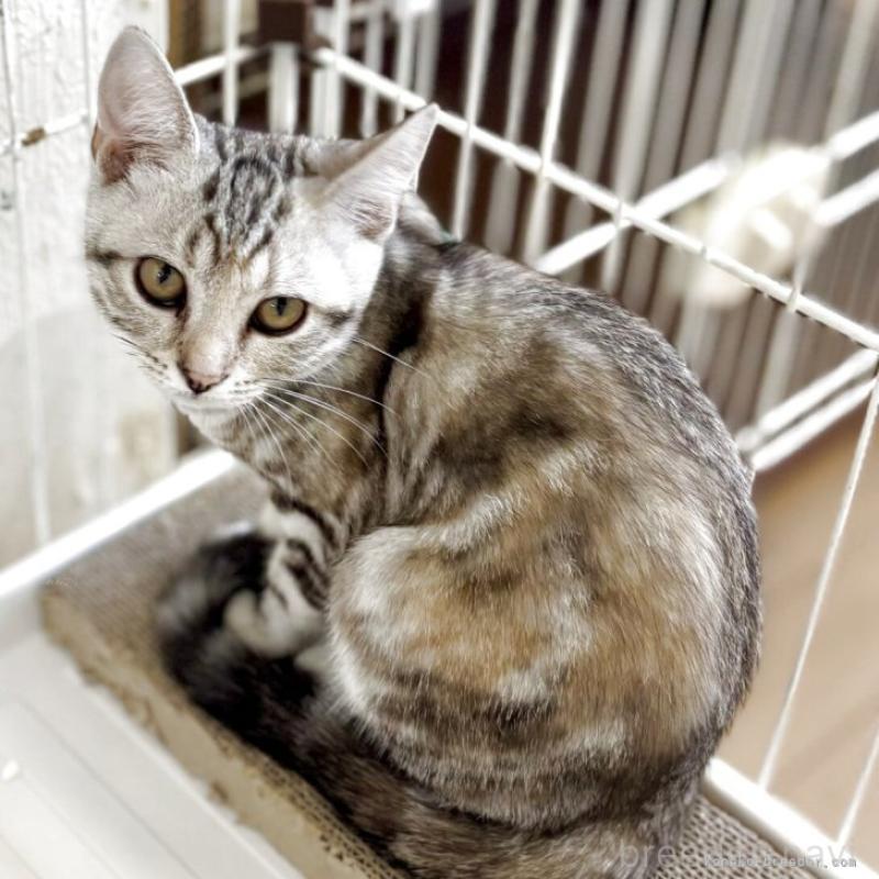 販売中の千葉県のアメリカンショートヘア-128622