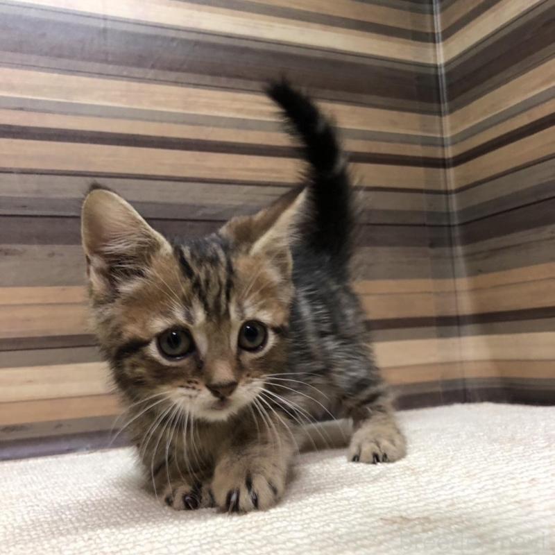 販売中の岐阜県のマンチカン(短足)-130193の1枚目