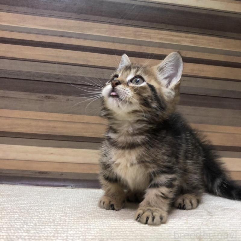 販売中の岐阜県のマンチカン(短足)-130193の8枚目