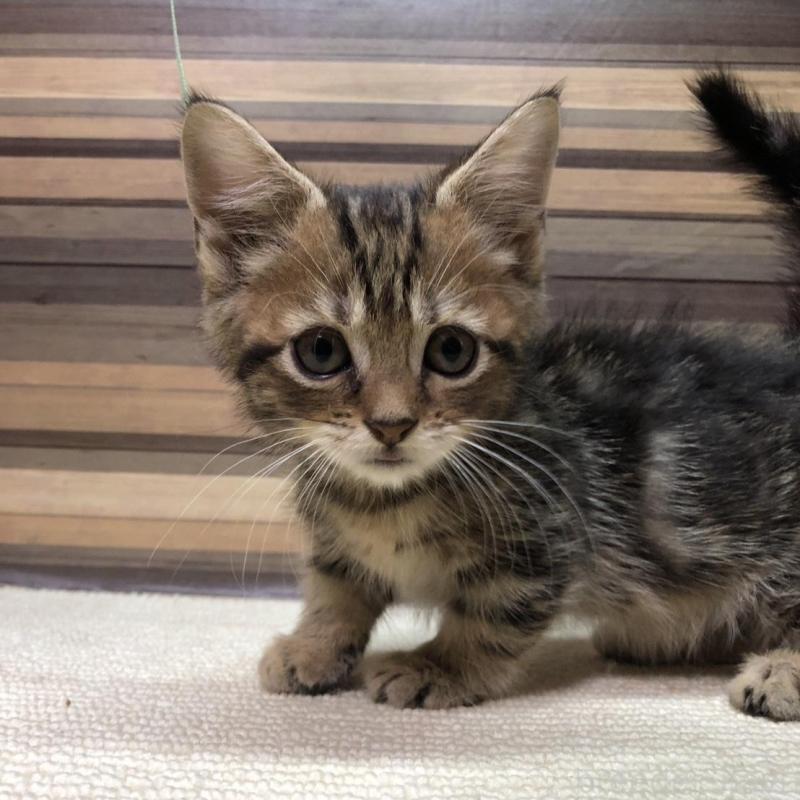 販売中の岐阜県のマンチカン(短足)-130193の7枚目