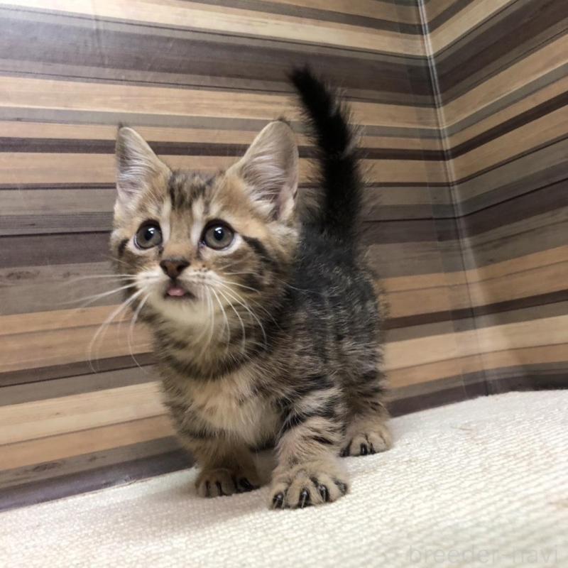 販売中の岐阜県のマンチカン(短足)-130193の6枚目