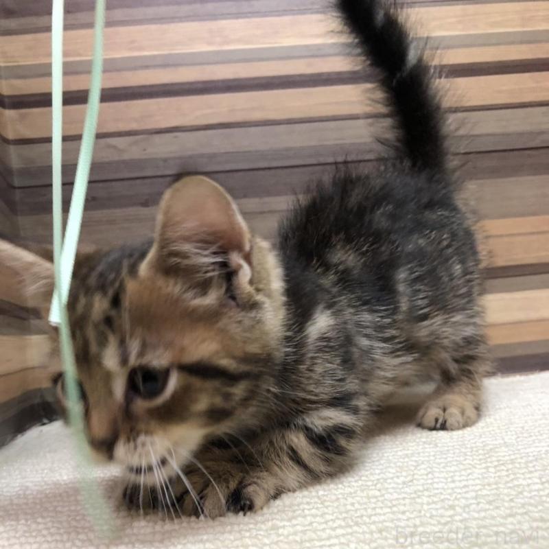 販売中の岐阜県のマンチカン(短足)-130193の5枚目