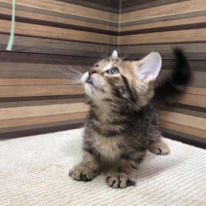 販売中の岐阜県のマンチカン(短足)-130193の4枚目