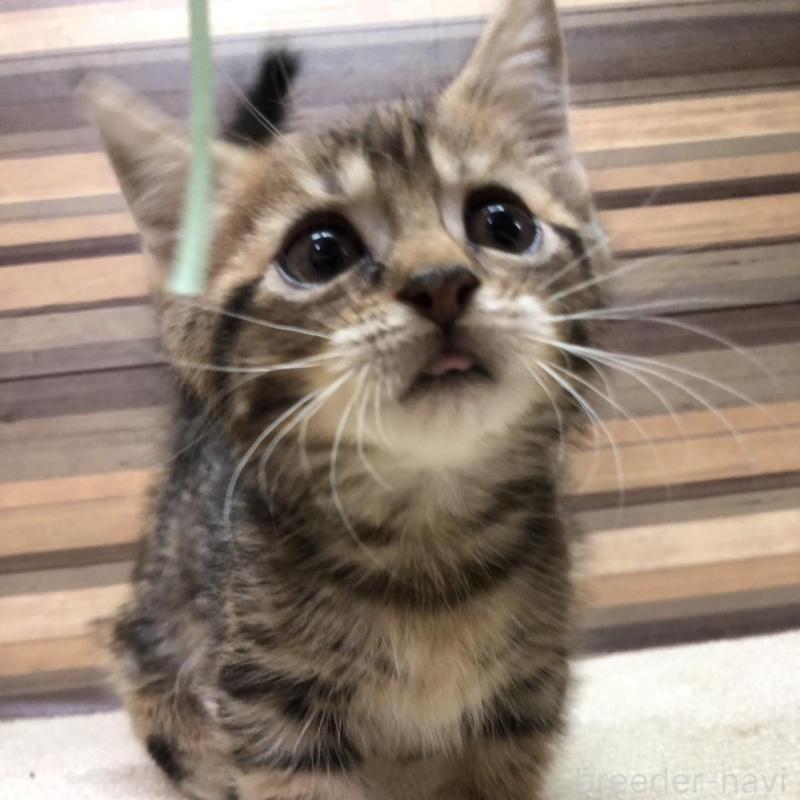 販売中の岐阜県のマンチカン(短足)-130193の3枚目