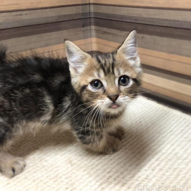 販売中の岐阜県のマンチカン(短足)-130193の2枚目