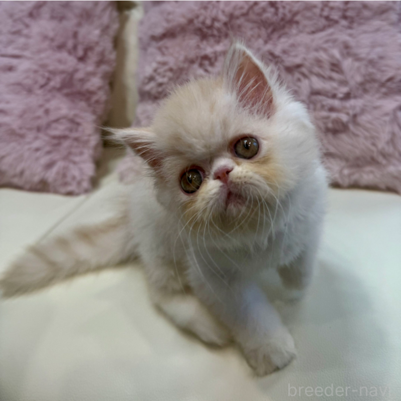 販売中の広島県のミヌエット-130194の5枚目