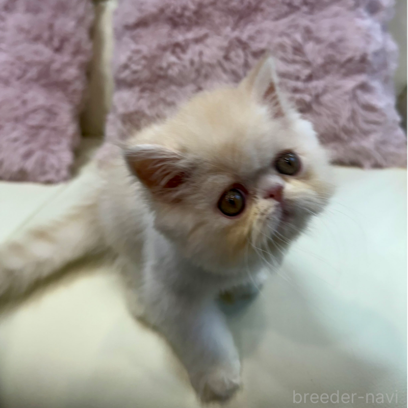 販売中の広島県のミヌエット-130194の4枚目