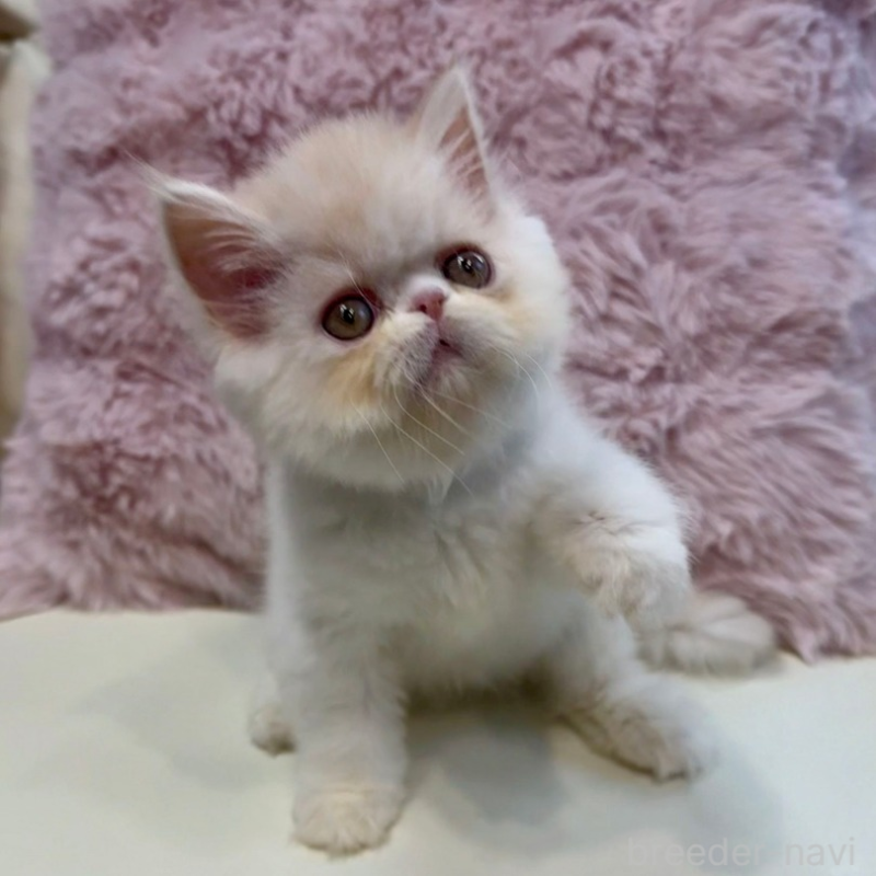 販売中の広島県のミヌエット-130194の3枚目