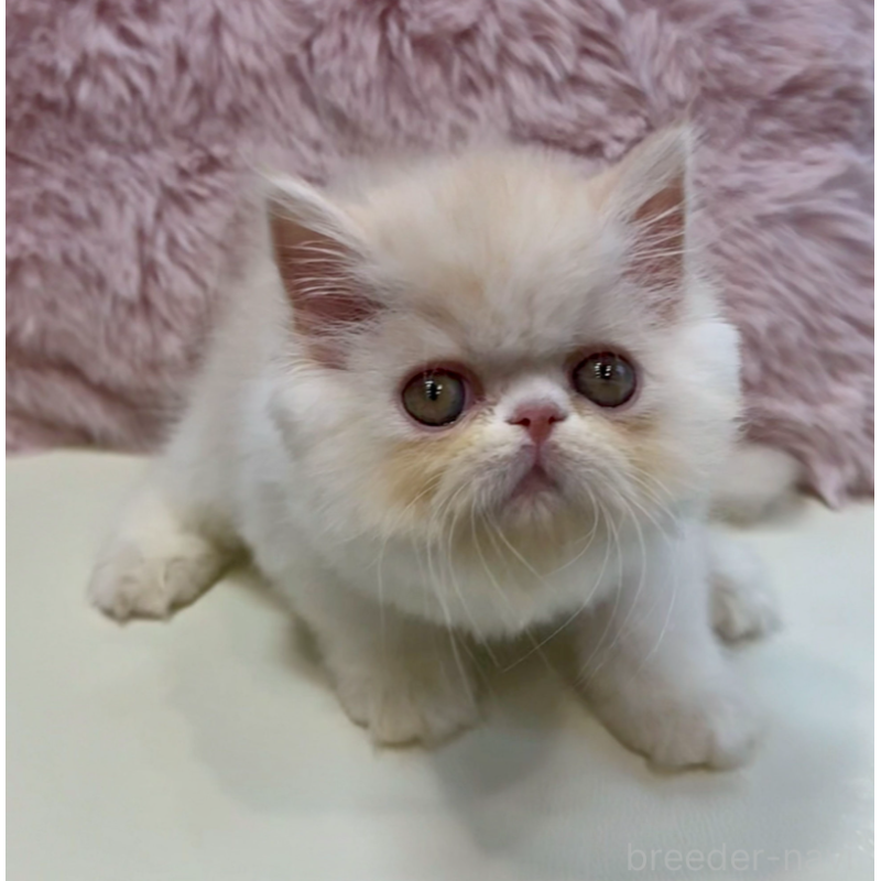 販売中の広島県のミヌエット-130194の2枚目