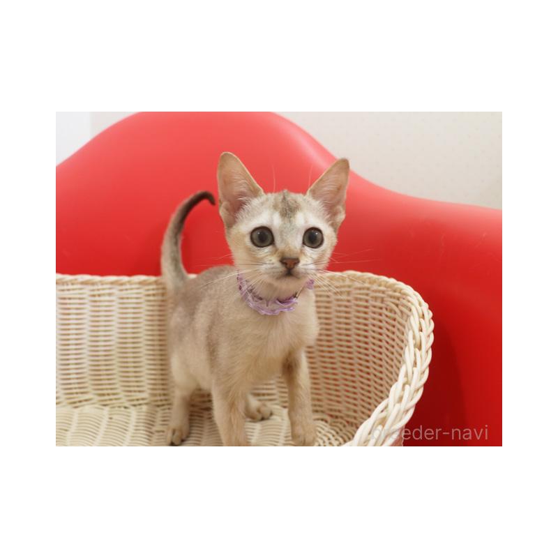 販売中の埼玉県のシンガプーラ-130196の4枚目