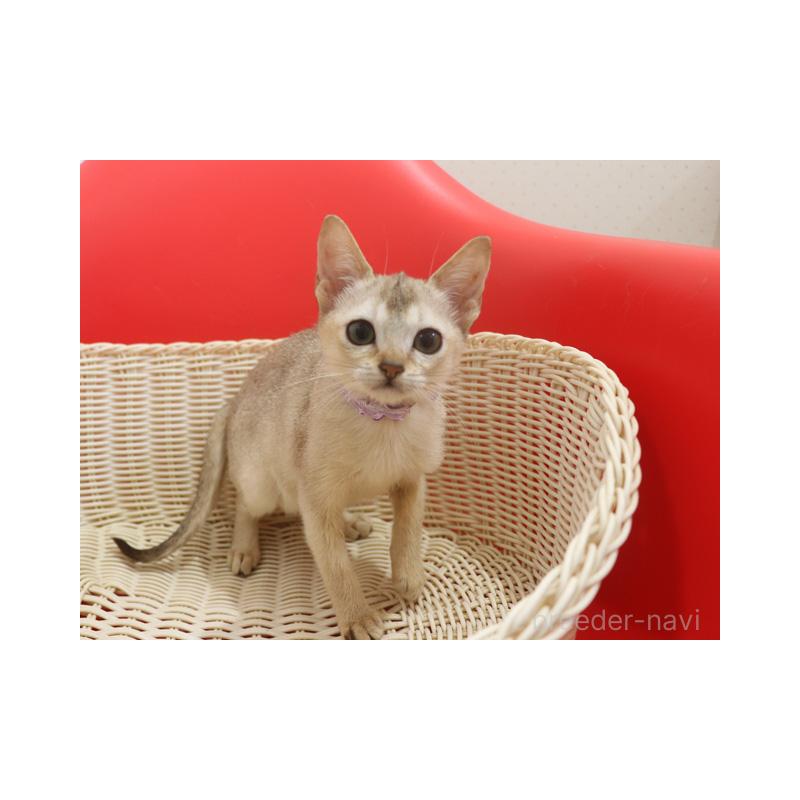 販売中の埼玉県のシンガプーラ-130196の3枚目