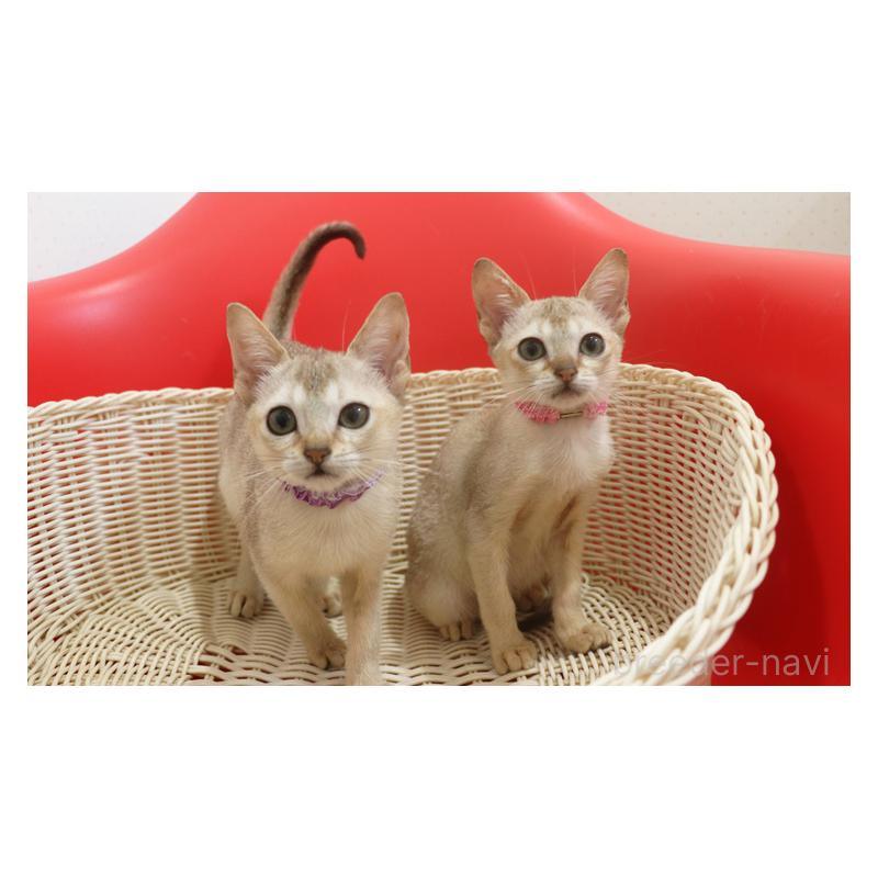 販売中の埼玉県のシンガプーラ-130196の2枚目