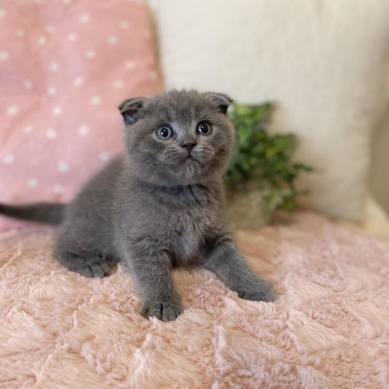 販売中の愛知県のスコティッシュフォールド(折れ耳)-130212の5枚目