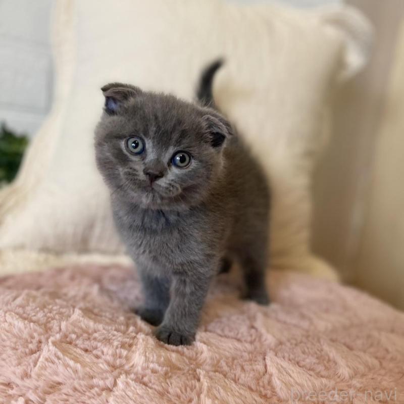 販売中の愛知県のスコティッシュフォールド(折れ耳)-130212の1枚目