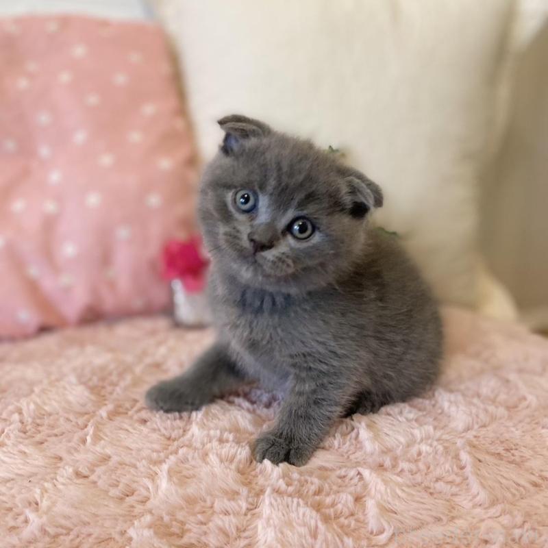 販売中の愛知県のスコティッシュフォールド(折れ耳)-130212の4枚目