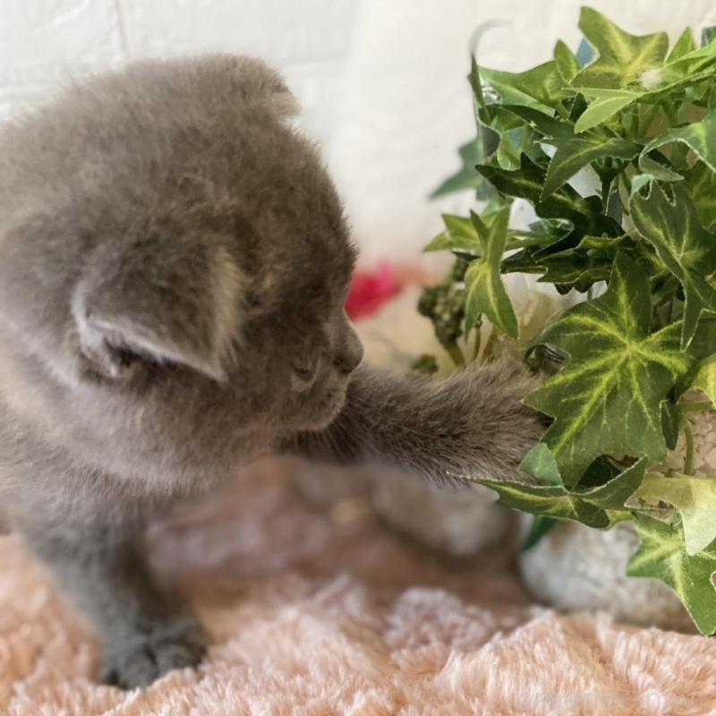 販売中の愛知県のスコティッシュフォールド(折れ耳)-130212の3枚目