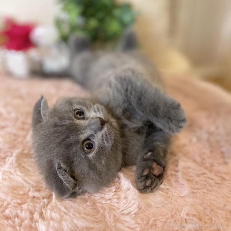 販売中の愛知県のスコティッシュフォールド(折れ耳)-130212の2枚目