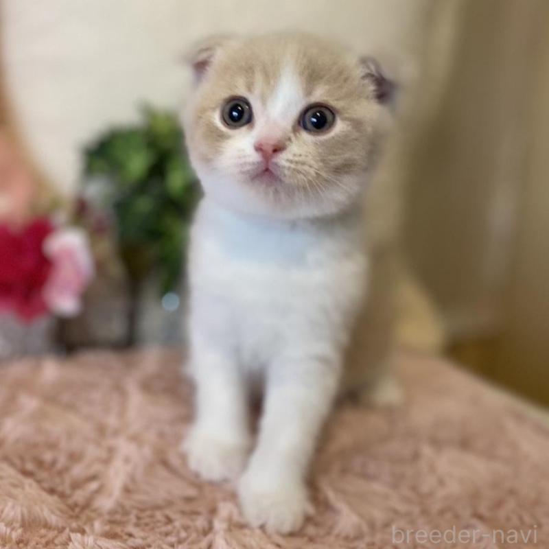 販売中の愛知県のスコティッシュフォールド(折れ耳)-130213の1枚目