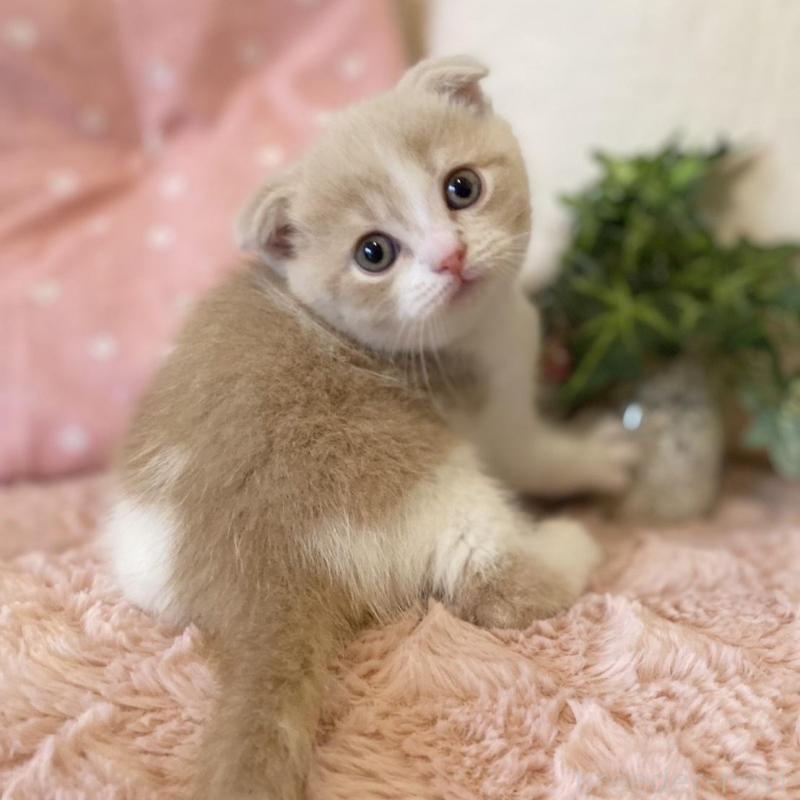 販売中の愛知県のスコティッシュフォールド(折れ耳)-130213の6枚目