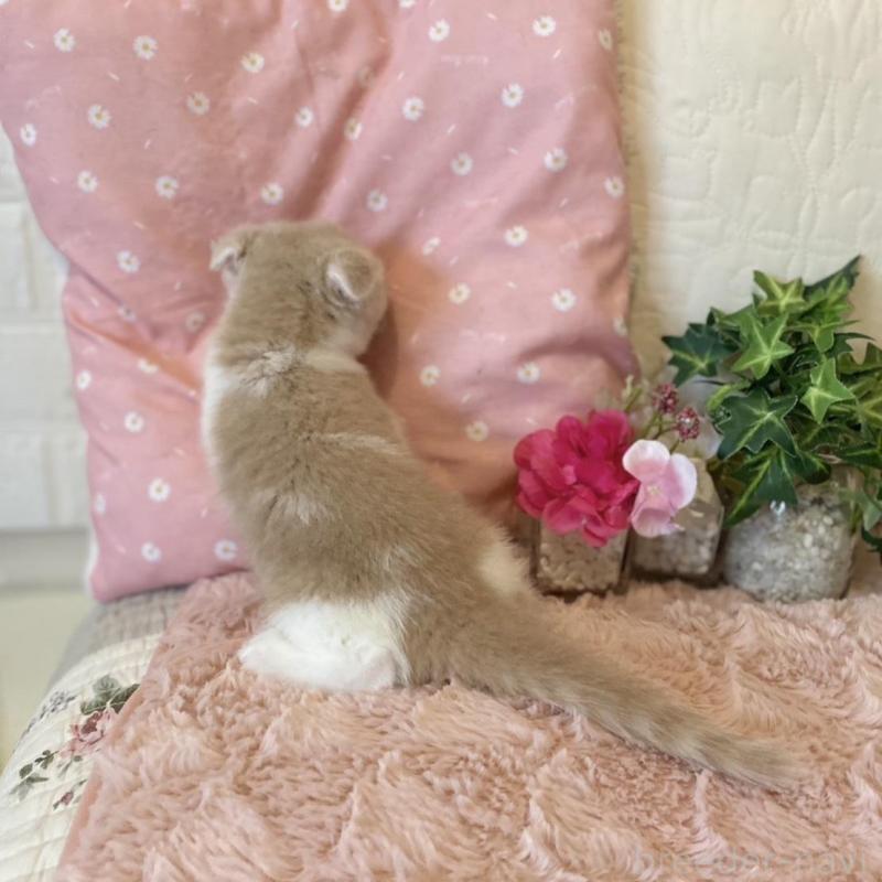 販売中の愛知県のスコティッシュフォールド(折れ耳)-130213の5枚目