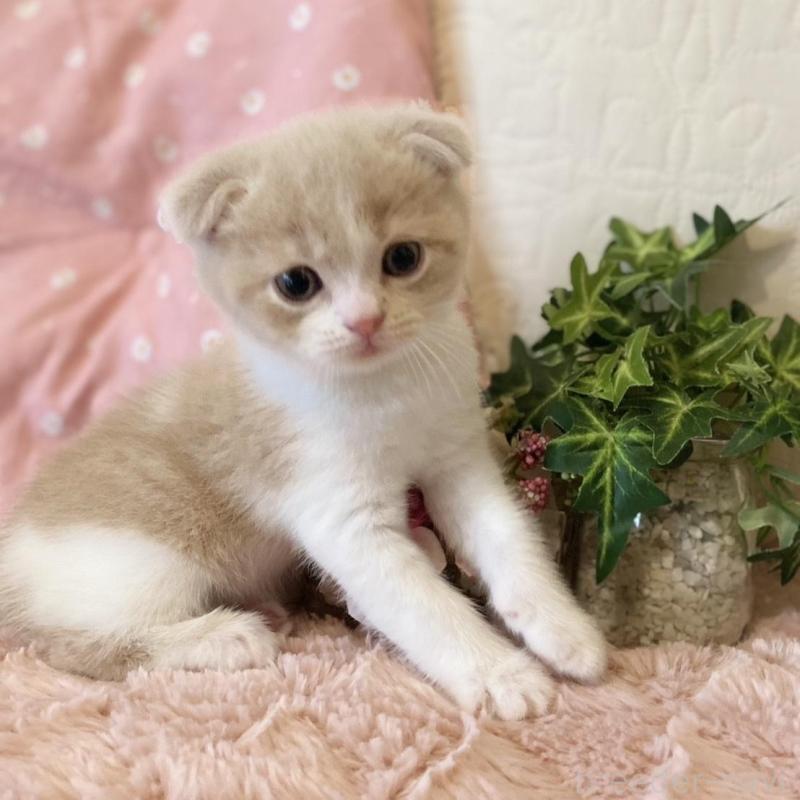 販売中の愛知県のスコティッシュフォールド(折れ耳)-130213の4枚目