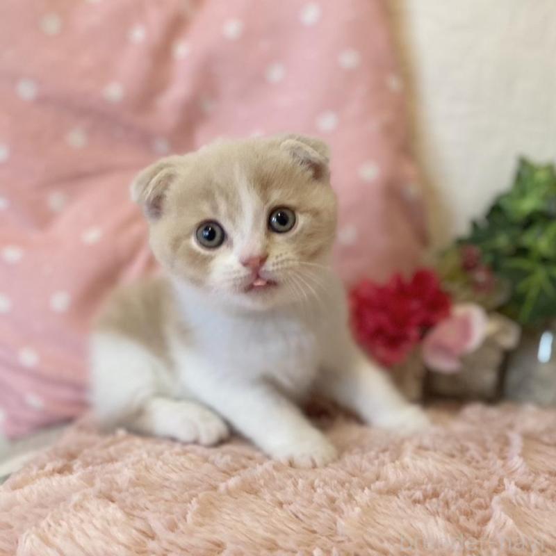 販売中の愛知県のスコティッシュフォールド(折れ耳)-130213の3枚目