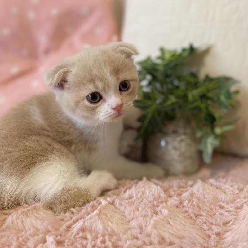 販売中の愛知県のスコティッシュフォールド(折れ耳)-130213の2枚目