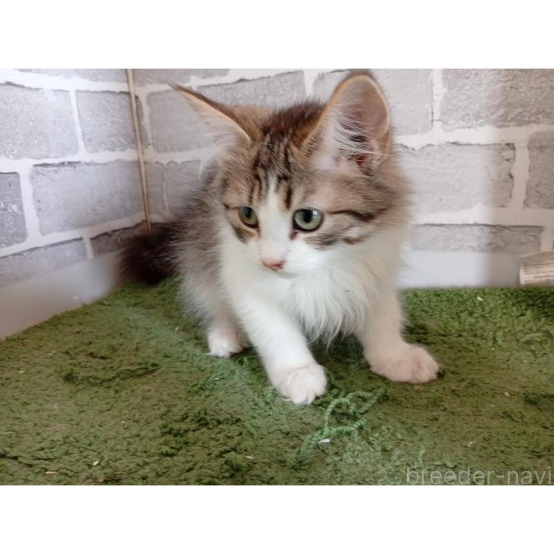 販売中の東京都のノルウェージャンフォレストキャット-121500の5枚目