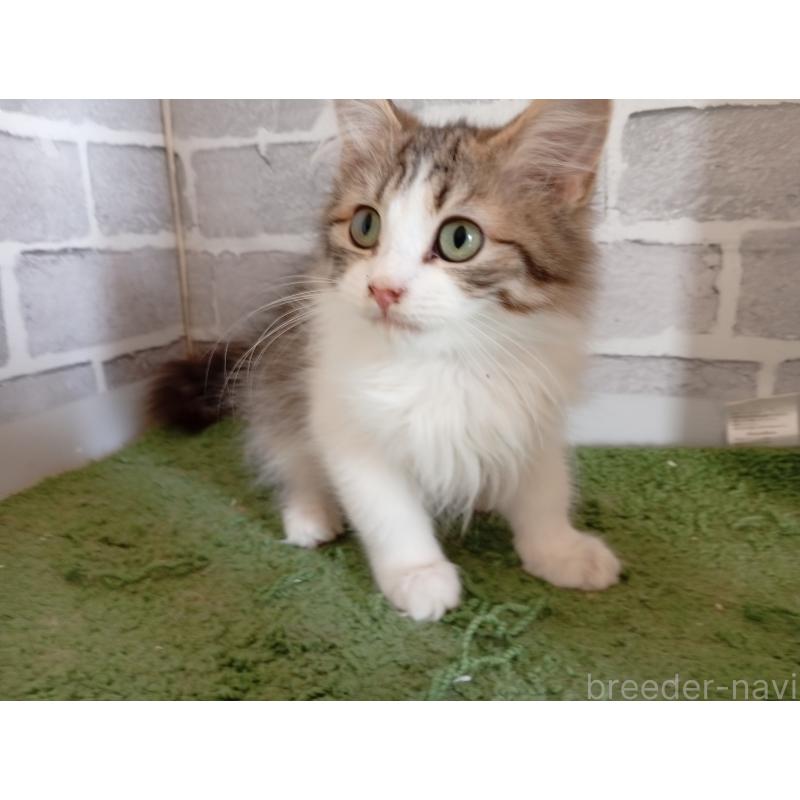販売中の東京都のノルウェージャンフォレストキャット-121500の4枚目