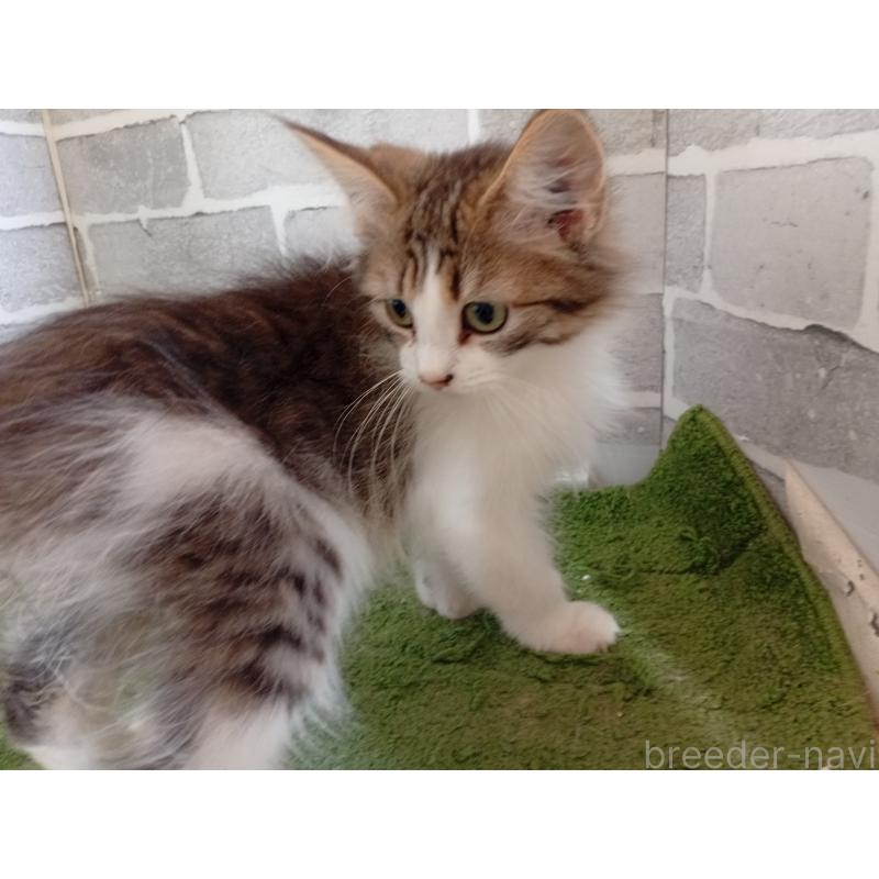 販売中の東京都のノルウェージャンフォレストキャット-121500の3枚目