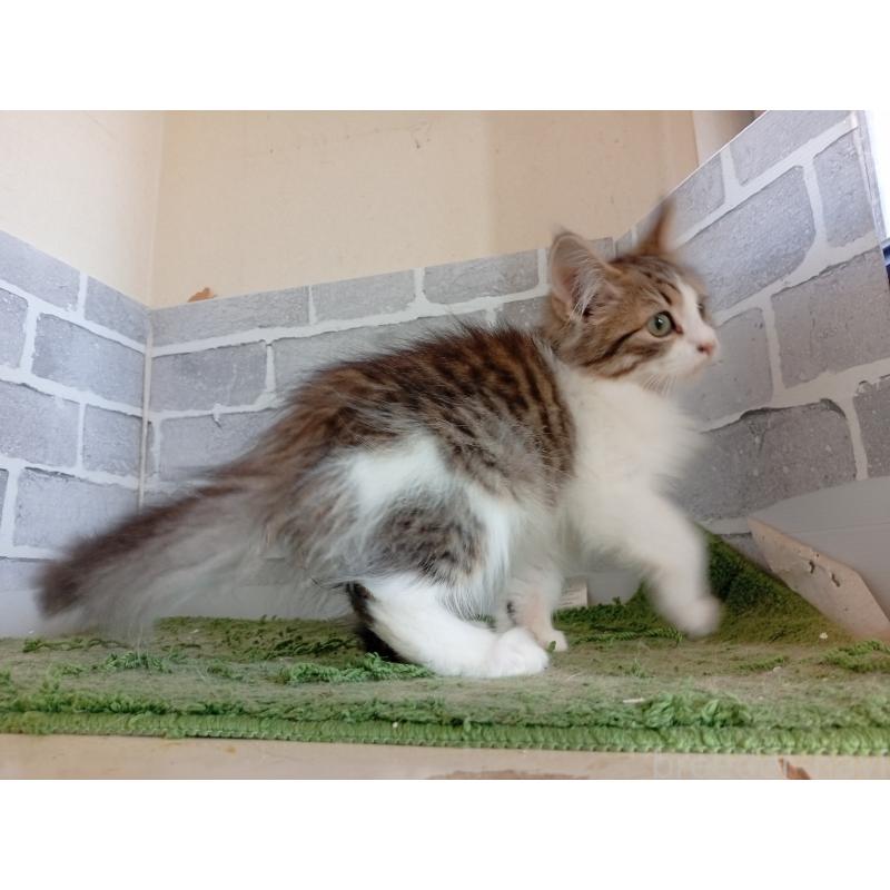 販売中の東京都のノルウェージャンフォレストキャット-121500の2枚目