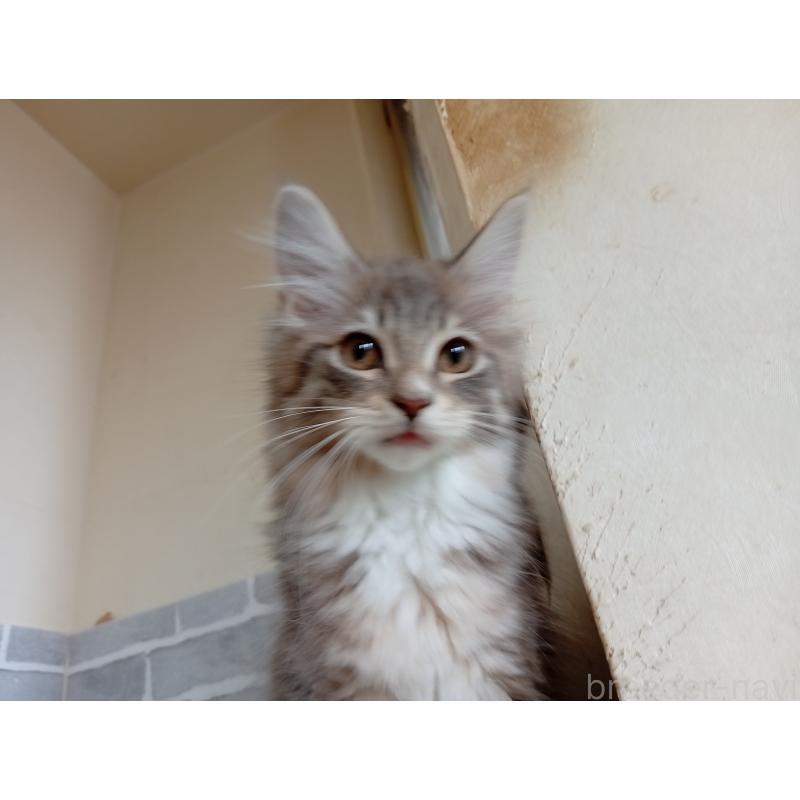 販売中の東京都のノルウェージャンフォレストキャット-125038の2枚目