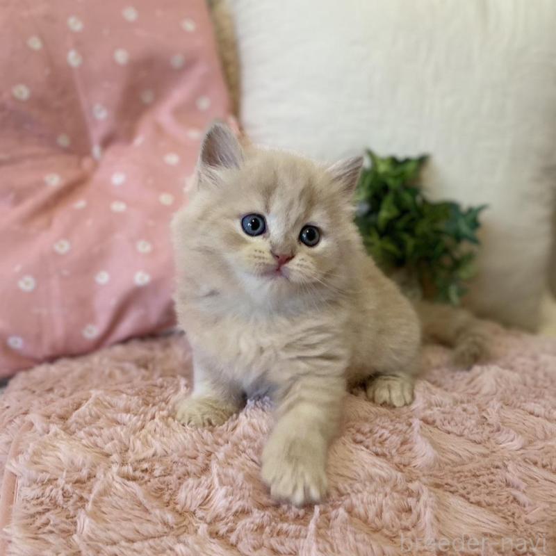 販売中の愛知県のスコティッシュフォールド-130214の6枚目