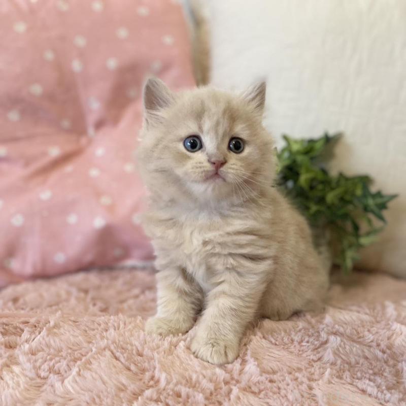 販売中の愛知県のスコティッシュフォールド-130214の5枚目