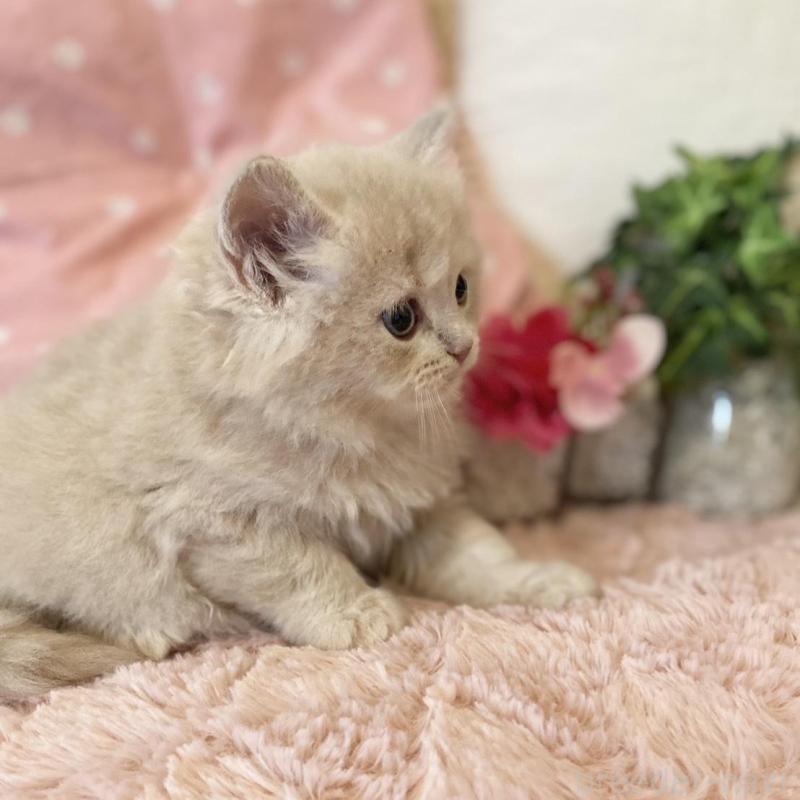 販売中の愛知県のスコティッシュフォールド-130214の4枚目