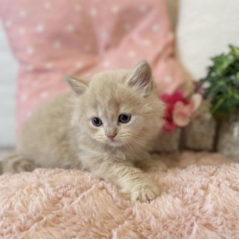 販売中の愛知県のスコティッシュフォールド-130214の3枚目