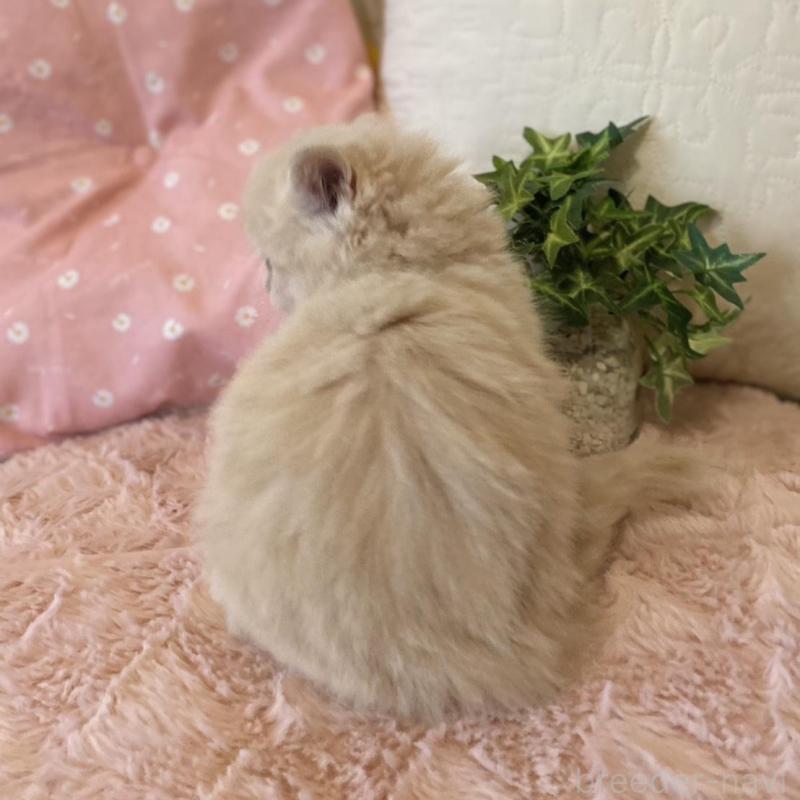 販売中の愛知県のスコティッシュフォールド-130214の2枚目