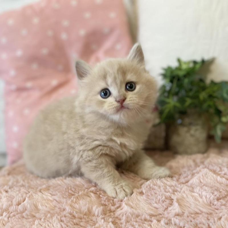 販売中の愛知県のスコティッシュフォールド-130214の1枚目