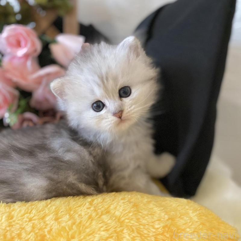 販売中の愛知県のミヌエット-130215