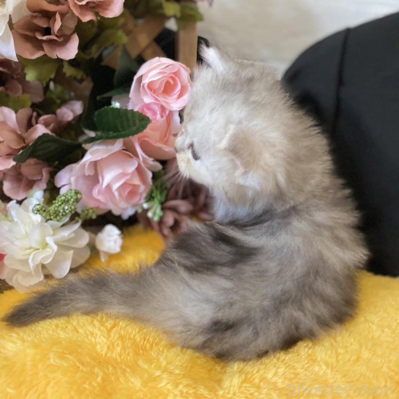 販売中の愛知県のミヌエット-130215の6枚目