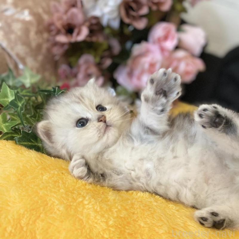 販売中の愛知県のミヌエット-130215の5枚目