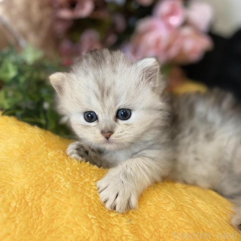 販売中の愛知県のミヌエット-130215の4枚目