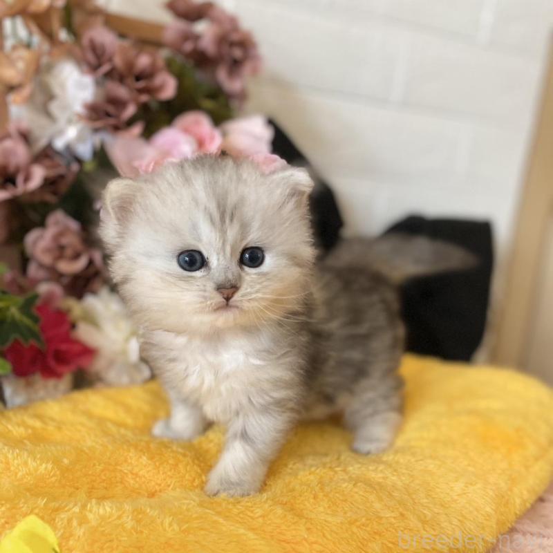 販売中の愛知県のミヌエット-130215の3枚目