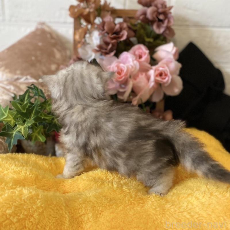 販売中の愛知県のミヌエット-130215の2枚目