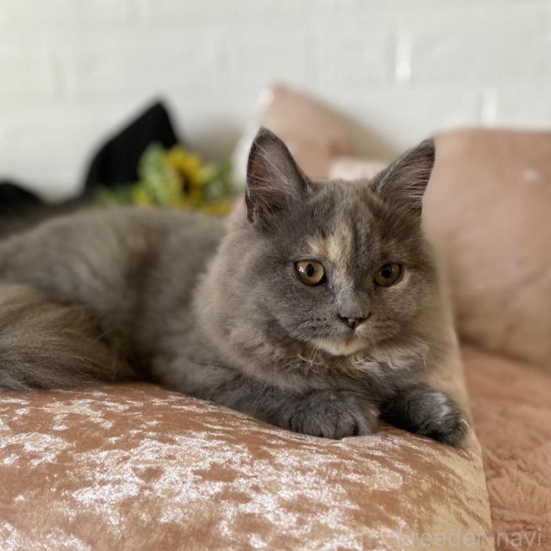 販売中の愛知県のスコティッシュフォールド-130216の3枚目