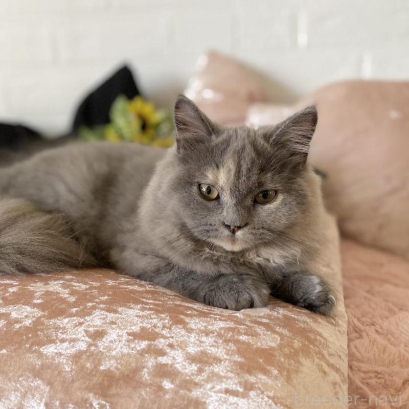 販売中の愛知県のスコティッシュフォールド-130216の2枚目