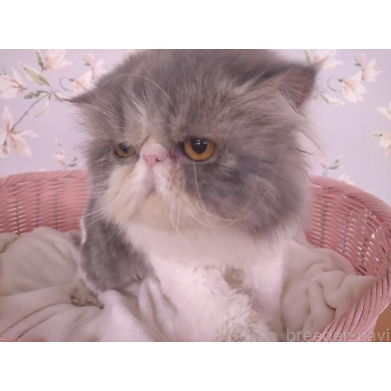 販売中の大阪府のエキゾチックロングヘア-130218の17枚目